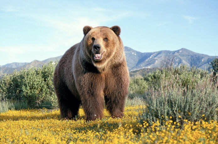 Braunbär