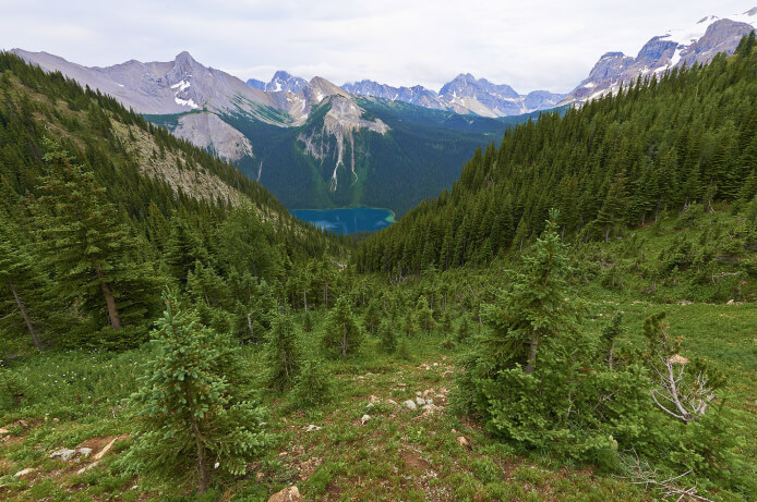 Dichte Nadelwälder an den Hängen des Piringebirges